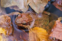 19 Dalmatian frog - Plitvika National Park, Croatia