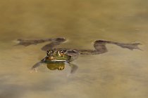 16 Rana Verde ♀ - Parco Nazionale del Circeo