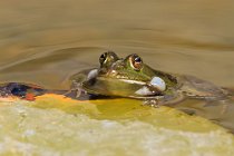 17 Rana Verde ♂ - Parco Nazionale del Circeo