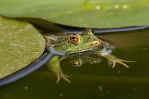 18 Rana Verde ♀ - Parco Nazionale del Circeo