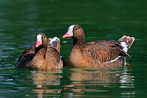 21  Lesser white-fronted gooses - Racconigi Oasis, Italy