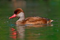 23 Wigeon - Racconigi Oasis, Italy