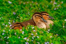 24  Mallard chicks - CHM Oasis, Italy