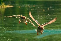 26 Mallards - Posta Fibreno Natural Oasis, Italy