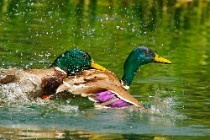 27 Mallards - Posta Fibreno Natural Oasis, Italy