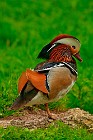 29 (SCP) Mandarin Duck - Racconigi Oasis, Italy