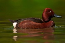 30 Ferruginous Duck - Racconigi Oasis, Italy