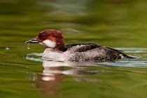 31 (SCP) Smew Duck ♀ - Racconigi Oasis, Italy