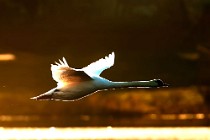 33 Mute Swan - Telemark Regional Park, Norway