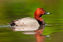 34 Wigeon - Racconigi Oasis, Italy