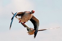 35 Greylag geese - Racconigi Oasis, Italy