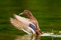 37 Mallard - Posta Fibreno Natural Oasis, Italy