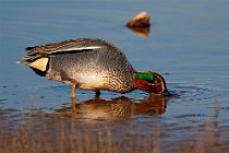 40 Teal Duck - Circeo National Park, Italy
