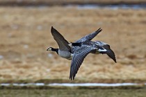 69 Barnacle gooses - Iceland