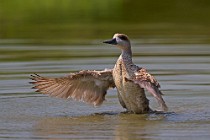 71 Duck Bride - Racconigi Oasis, Italy