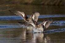 76 Garganey - Natural Reserve of Posta Fibreno, Italy