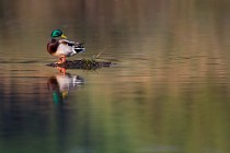 77 Mallard - National Park of Circeo, Italy