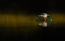 78 Mallard - National Park of Circeo, Italy)