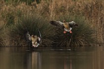 79 Greylag geese - National Park of Circeo, Italy