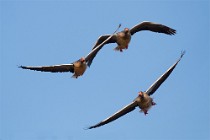 81 Greylag geese - National Park of Circeo, Italy