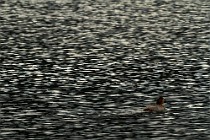 82 Pochard - Natural Reserve of Posta Fibreno, Italy