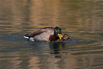 83 Mallards - Natural Reserve of Posta Fibreno, Italy