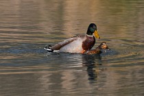 84 Germani reali in Mallards - Natural Reserve of Posta Fibreno, Italy