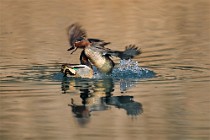 85 Garganey - Natural Reserve of Posta Fibreno, Italy