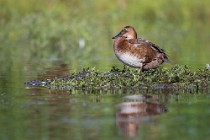 86 Pochard ♀ - Natural Reserve of Posta Fibreno