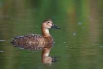 88 Pochard ♀ - Natural Reserve of Posta Fibreno