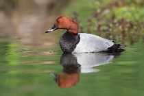 89 Pochard ♂ - Natural Reserve of Posta Fibreno