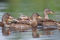 90 Mallards ♂ - Natural Reserve of Posta Fibreno