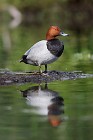 91 Pochard ♂ - Natural Reserve of Posta Fibreno