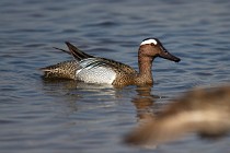 93 Garganey - National Park of Circeo, Italy