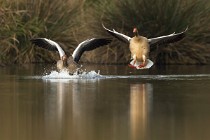 94 Greylag geese - National Park of Circeo, Italy