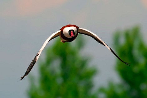 Ducks, Gooses  and Swans 1