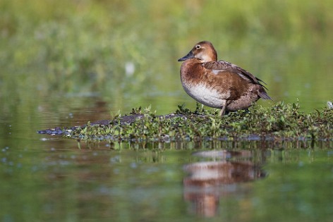 Ducks, Gooses  and Swans 3