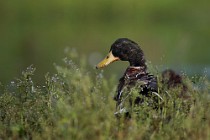 87 Germano reale ♂ - Riserva Naturale di Posta Fibreno