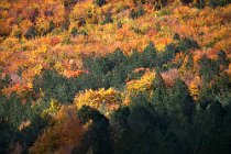 156 Camosciara Valley - National Park of Abruzzo and Molise