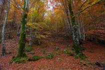 112 Aniene Creek Valley - National Park of Simbruini Mountains