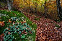 113 Aniene Creek Valley - National Park of Simbruini Mountains