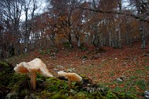 114 Petrella Liri Valley - National Park of Simbruini Mountains