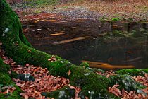 118 Aniene Creek Valley - National Park of Simbruini Mountains