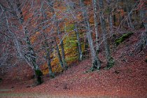 120 Aniene Creek Valley - National Park of Simbruini Mountains