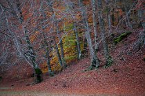 120 Aniene Creek Valley - National Park of Simbruini Mountains