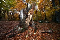 192 Bosco di Sant'Antonio - Parco Nazionale della Maiella