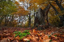 193 Bosco di Sant'Antonio - Parco Nazionale della Maiella