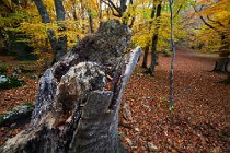 194 Bosco di Sant'Antonio - Parco Nazionale della Maiella