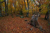 195 Bosco di Sant'Antonio - Parco Nazionale della Maiella
