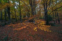 196 Bosco di Sant'Antonio - Parco Nazionale della Maiella